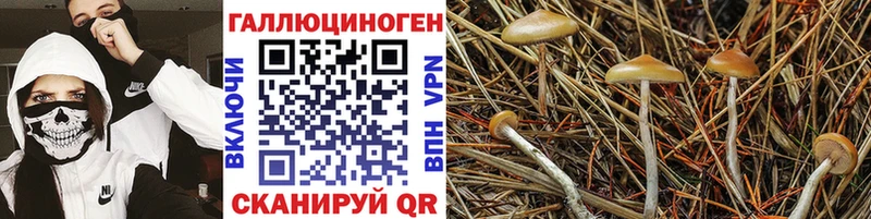 как найти закладки Чусовой Галлюциногенные грибы GOLDEN TEACHER